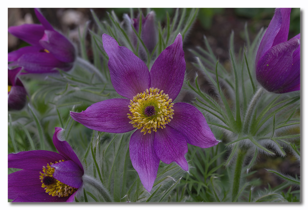 Küchenschelle (Pulsatilla vulgaris)