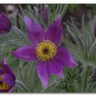 Küchenschelle (Pulsatilla vulgaris)