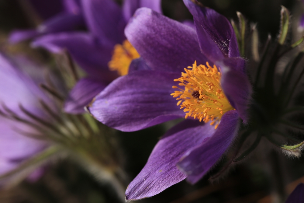 Küchenschelle - Pulsatilla vulgaris