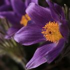 Küchenschelle - Pulsatilla vulgaris