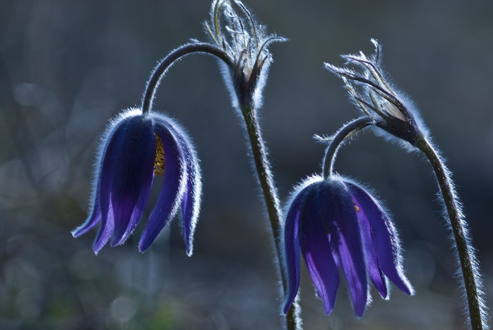 Küchenschelle (Pulsatilla vulgaris)