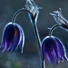 Küchenschelle (Pulsatilla vulgaris)