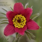 Küchenschelle - Pulsatilla vulgaris rubra....