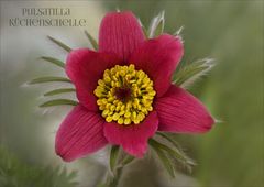 Küchenschelle - Pulsatilla vulgaris rubra....