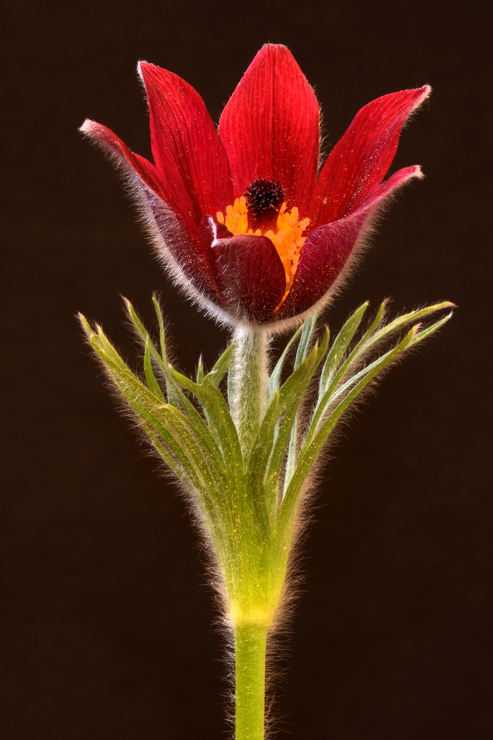 Küchenschelle - Pulsatilla vulgaris "Rubra"