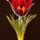 Küchenschelle - Pulsatilla vulgaris "Rubra"