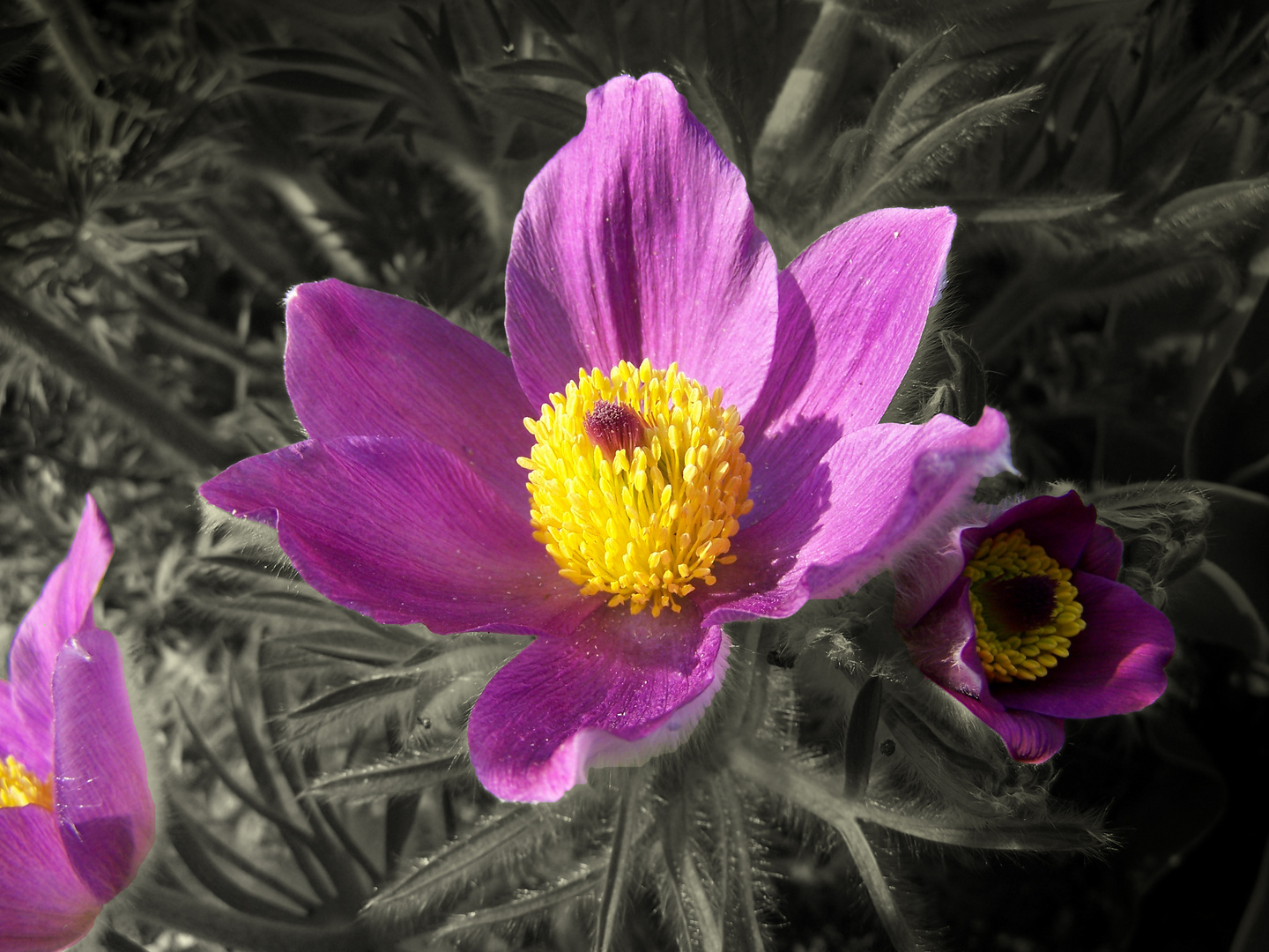 Küchenschelle - Pulsatilla vulgaris, Syn.: Anemone pulsatilla L.