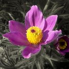 Küchenschelle - Pulsatilla vulgaris, Syn.: Anemone pulsatilla L.