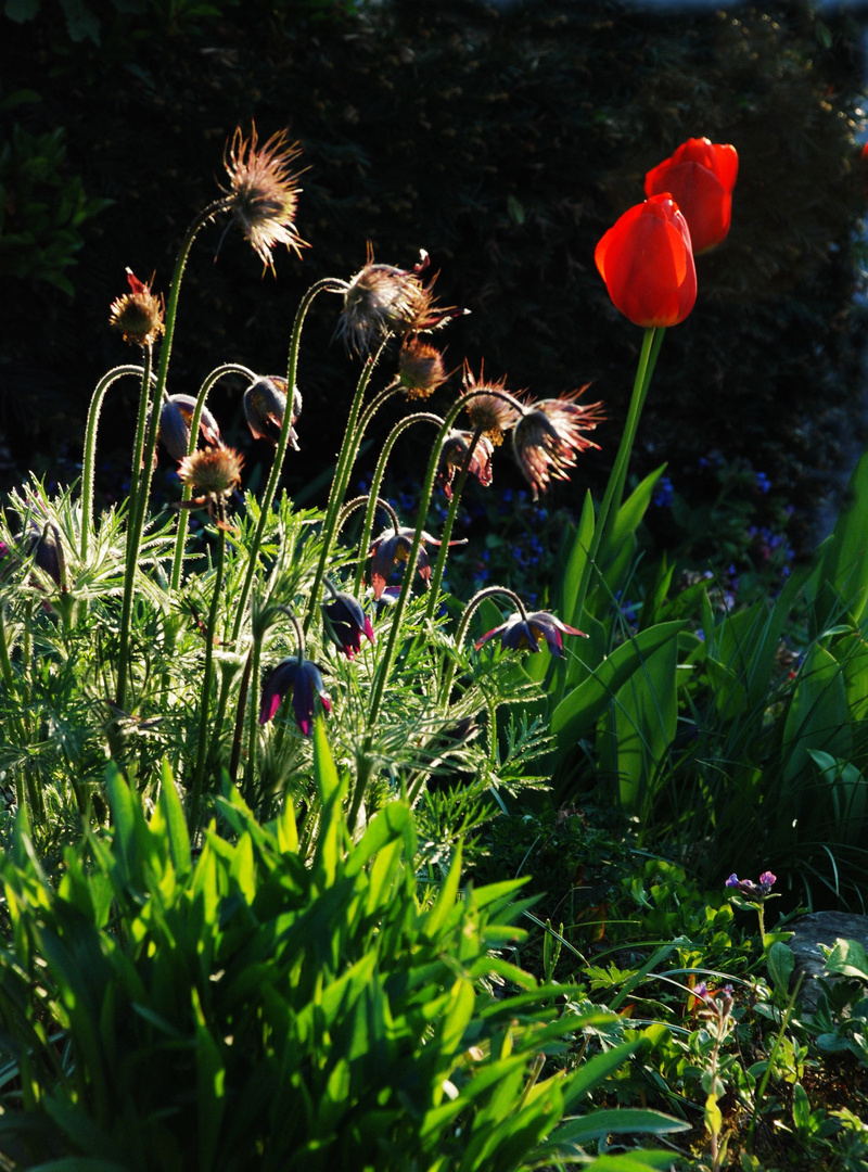 küchenschelle und tulpe