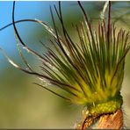 Küchenschelle verblüht