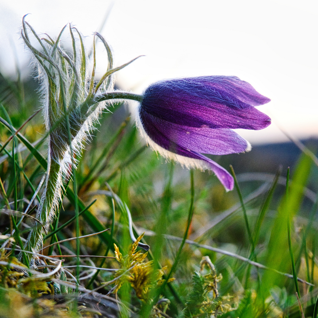 Küchenschelle zum Sonnenuntergang