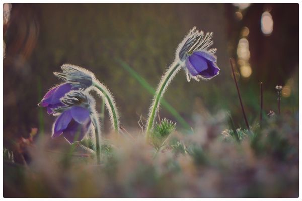Küchenschellen am Abend