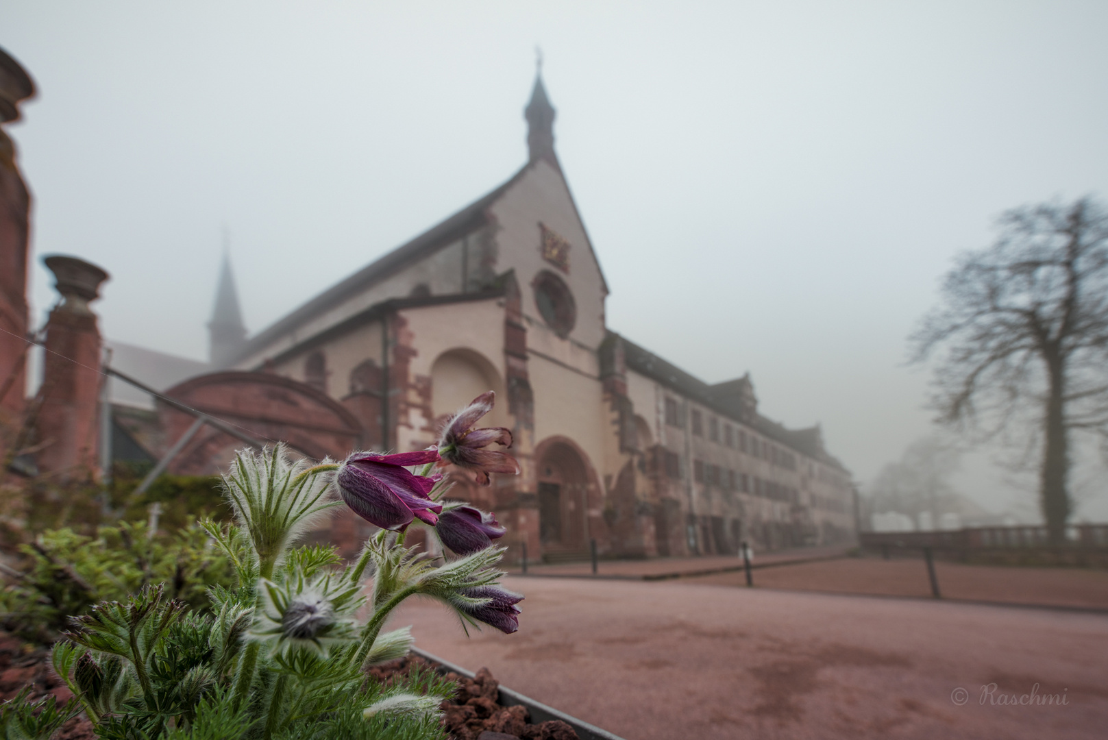 KÜCHENSCHELLEN AM KLOSTER