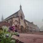 KÜCHENSCHELLEN AM KLOSTER