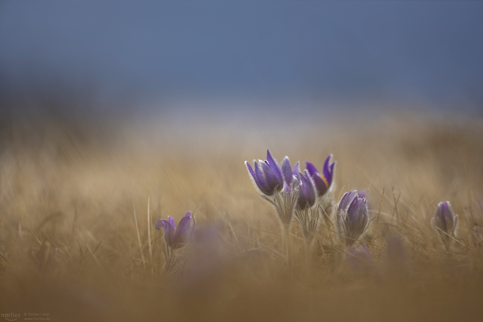 Küchenschellen auf dem Feld