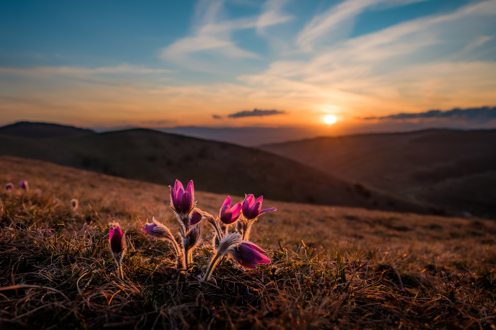 Küchenschellen im Abendlicht