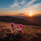 Küchenschellen im Abendlicht