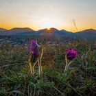 Küchenschellen im Abendlicht