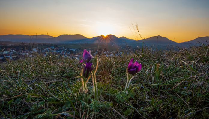 Landkreis Südliche Weinstraße Bilder & Fotos
