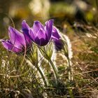 Küchenschellen im Abendlicht