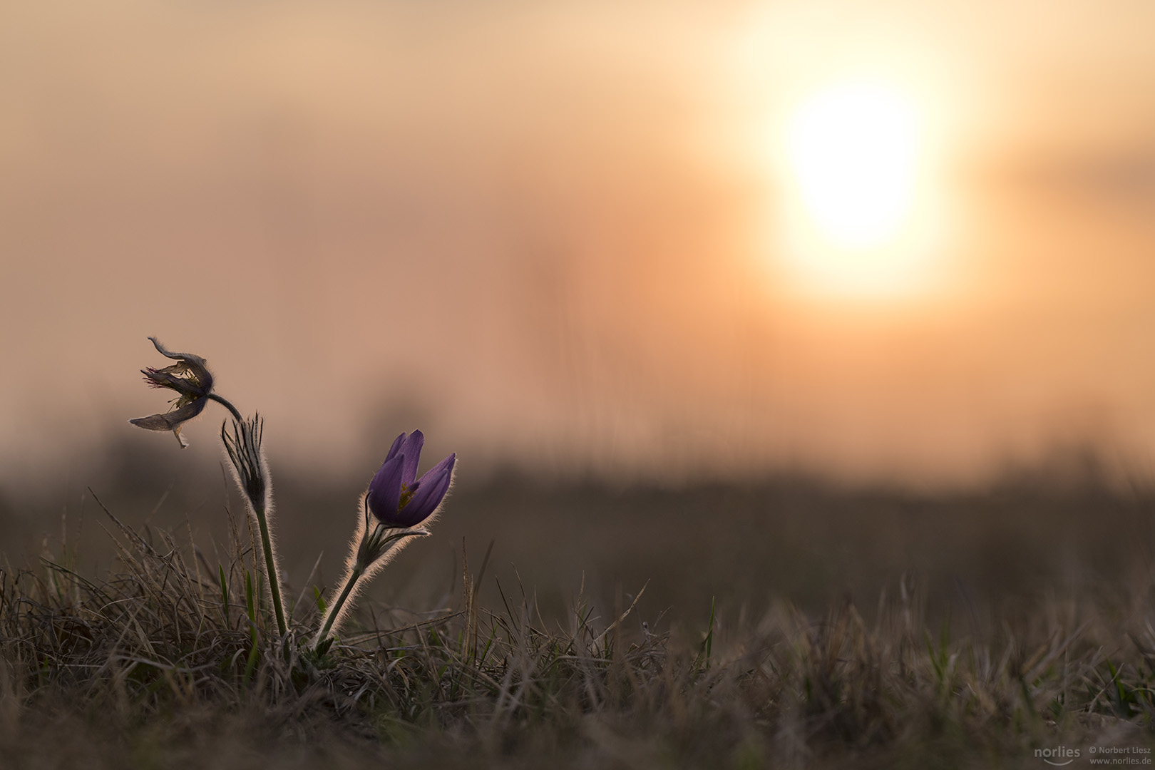 Küchenschellen im Abendlicht