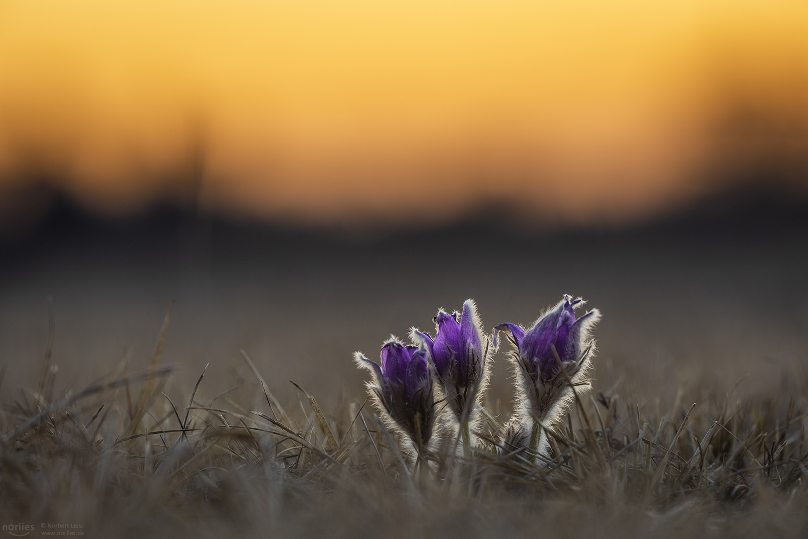 Küchenschellen im Abendlicht