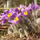 Küchenschellen im Februar