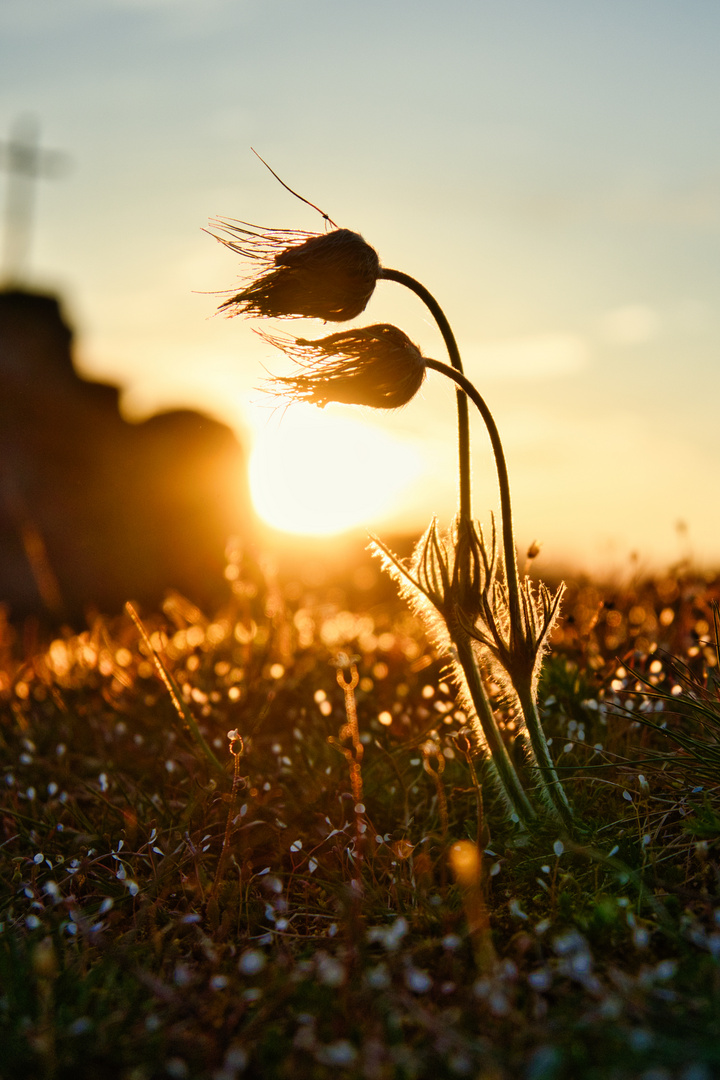 Küchenschellen im Gegenlicht zum Sonnenuntergang