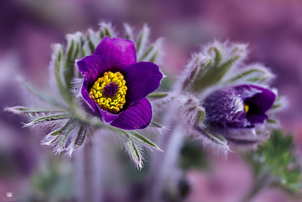 Küchenschellen im heimischen Garten