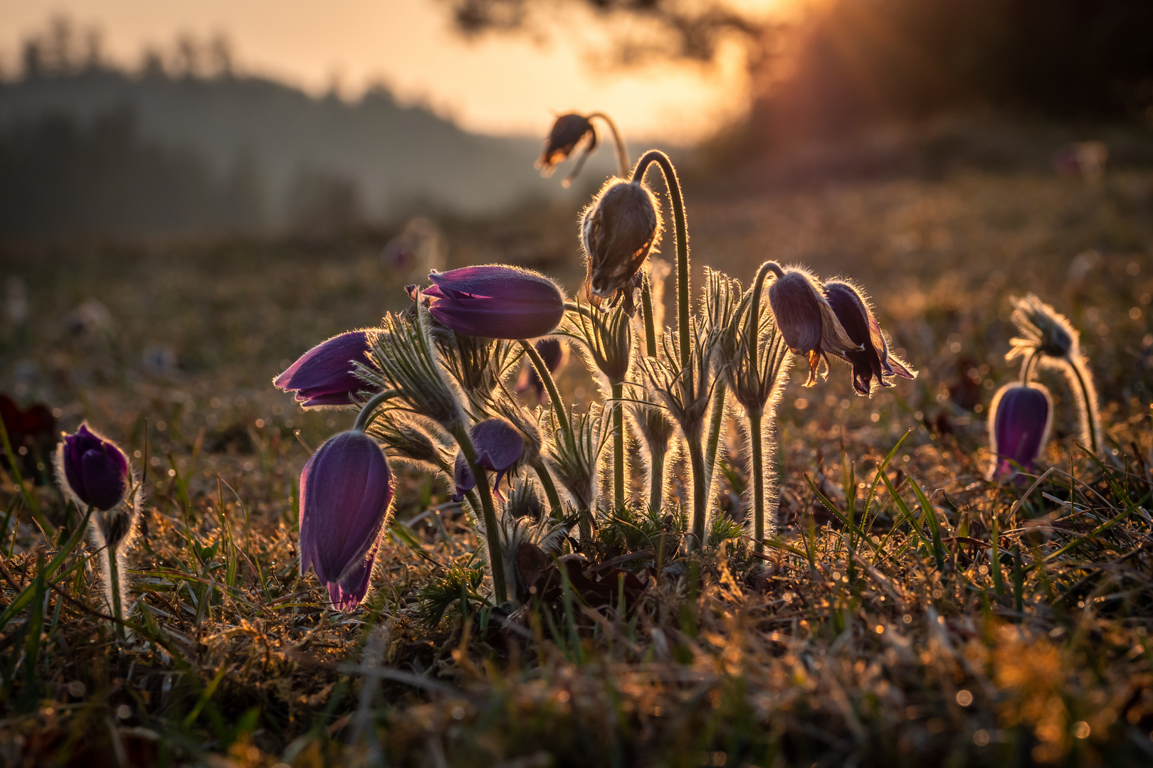 Küchenschellen im Morgenlicht