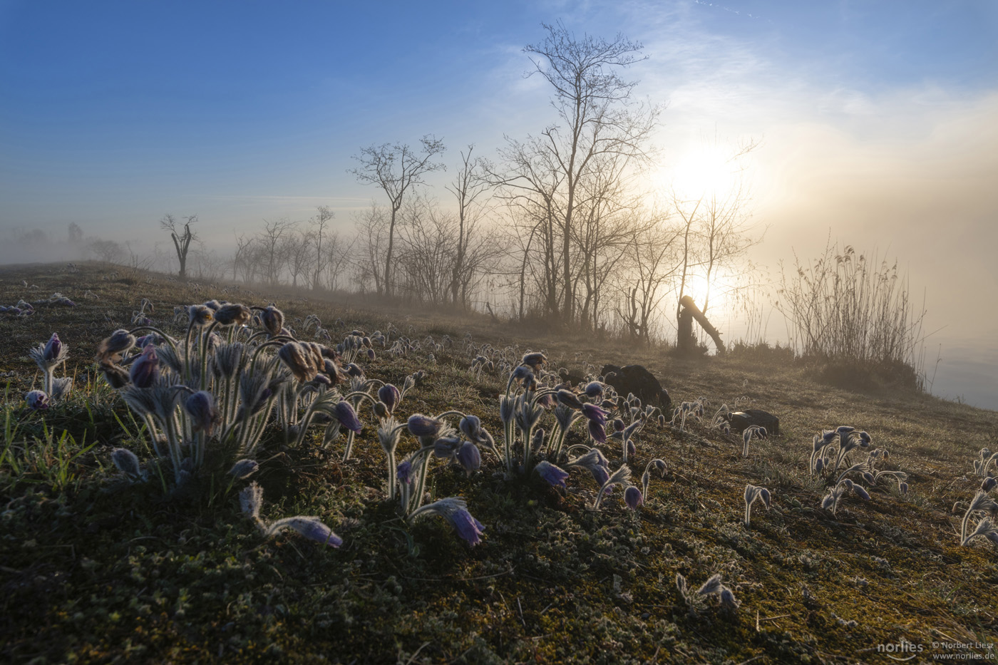 Küchenschellen im Morgenlicht