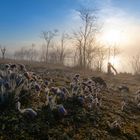 Küchenschellen im Morgenlicht