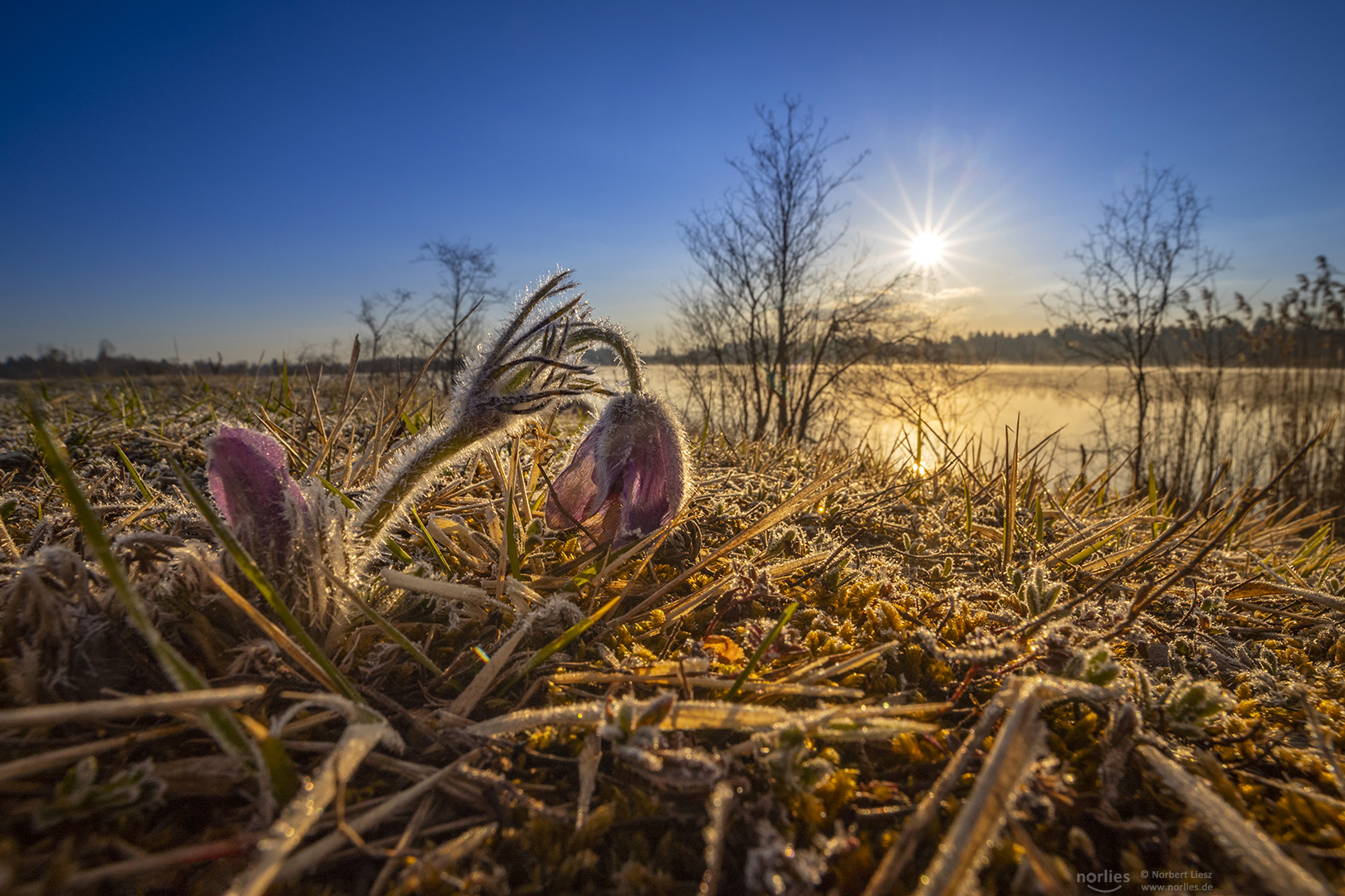 Küchenschellen im Morgenlicht