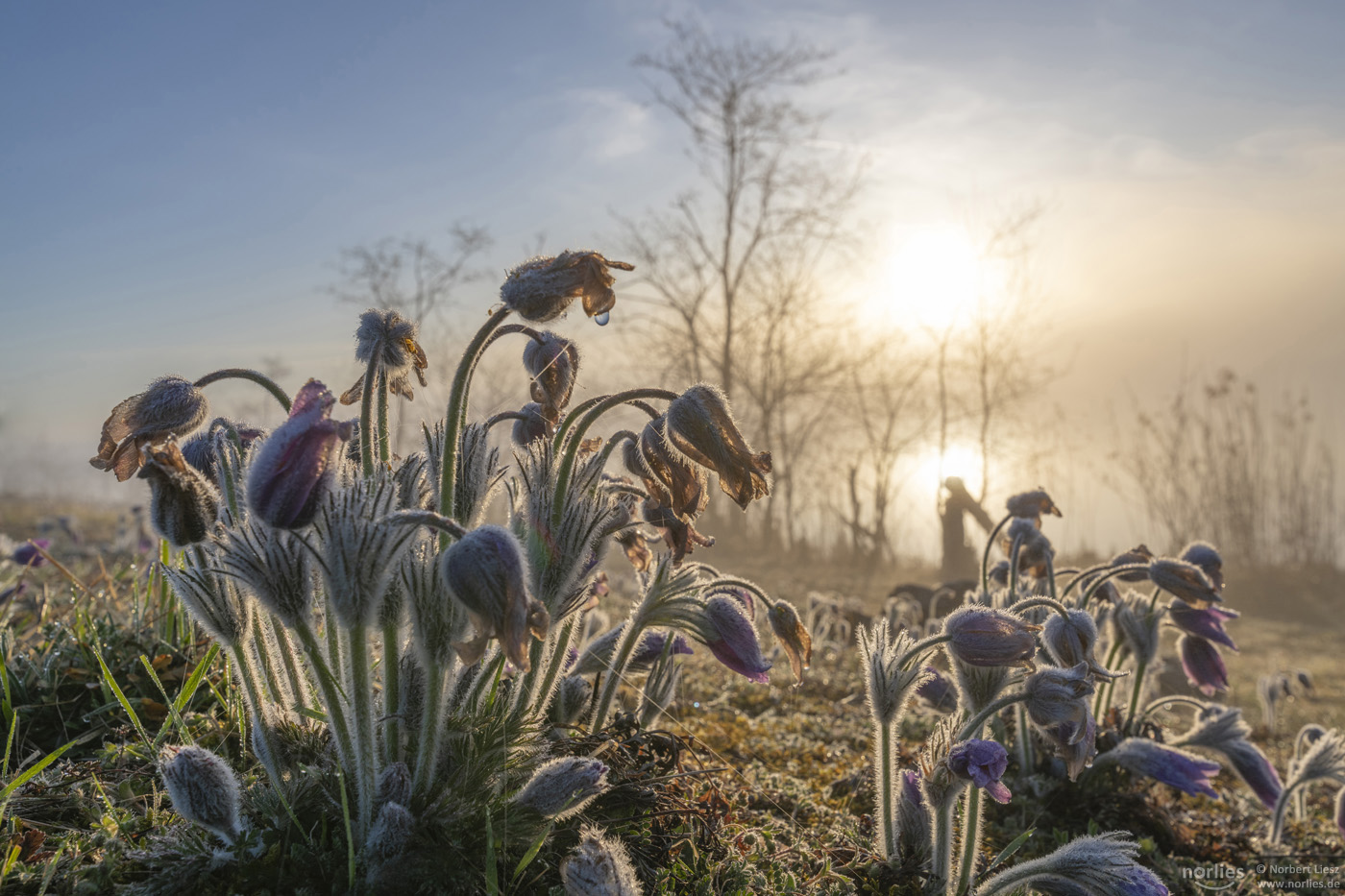 Küchenschellen im Morgennebel