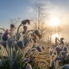 Küchenschellen im Morgennebel