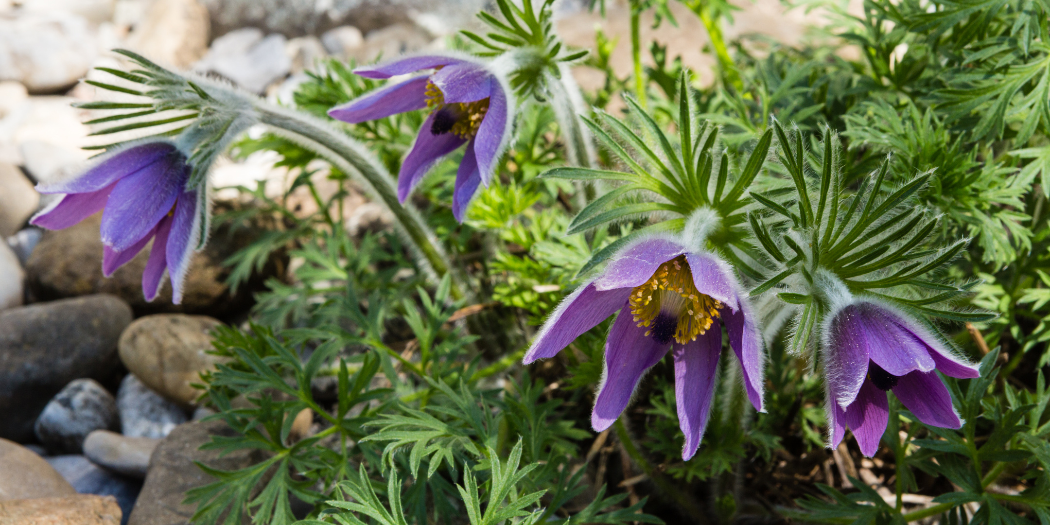 Küchenschellen im Steingarten