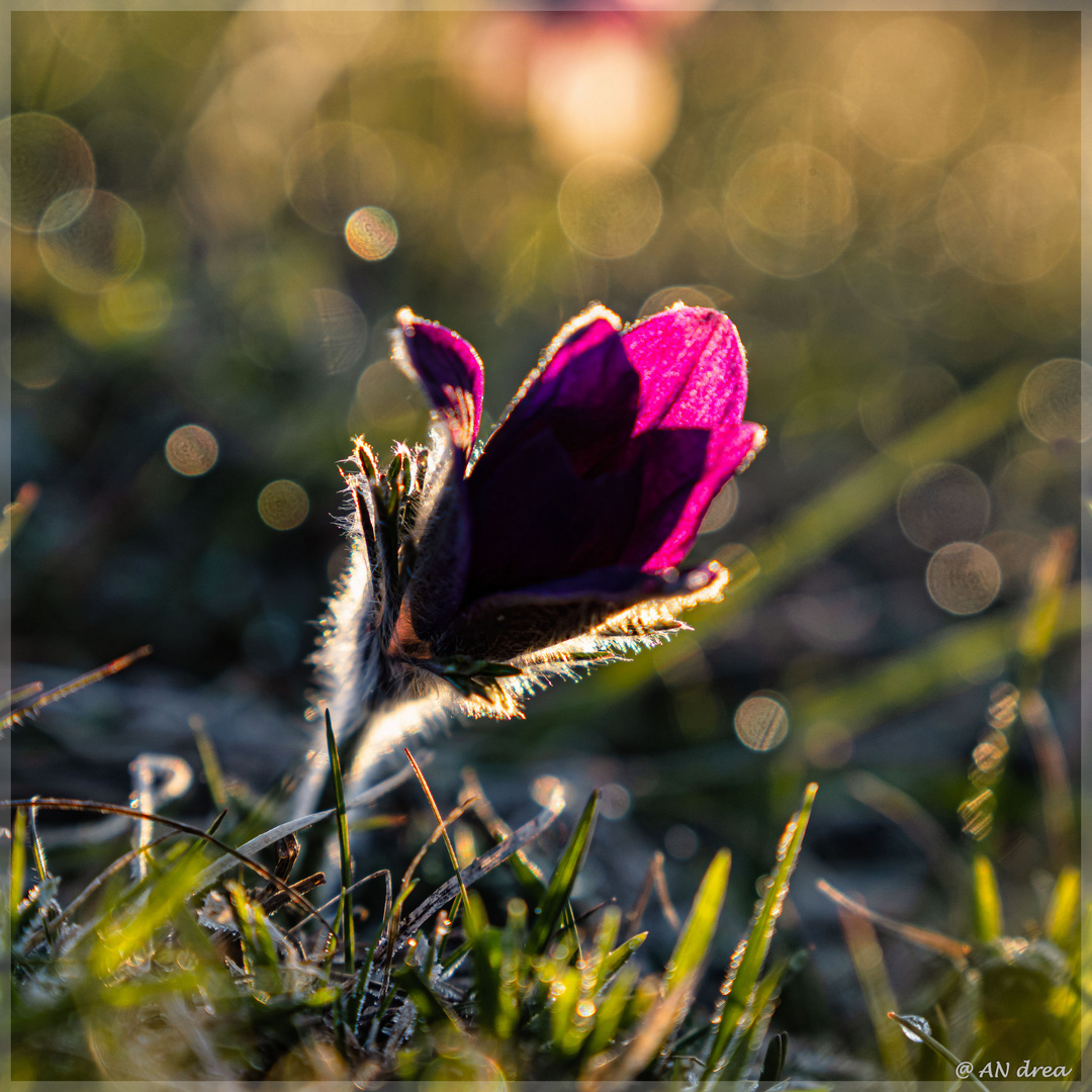 Küchenschellen in Muldenau zum Sonnenaufgang