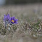 Küchenschellen lassen die Heide erstrahlen