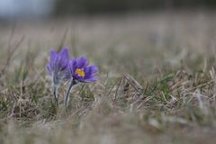 Küchenschellen lassen die Heide erstrahlen