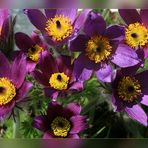 Küchenschellen oder Kuhschellen (Pulsatilla vulgaris) -2-