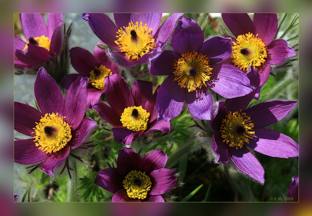 Küchenschellen oder Kuhschellen (Pulsatilla vulgaris) -2-