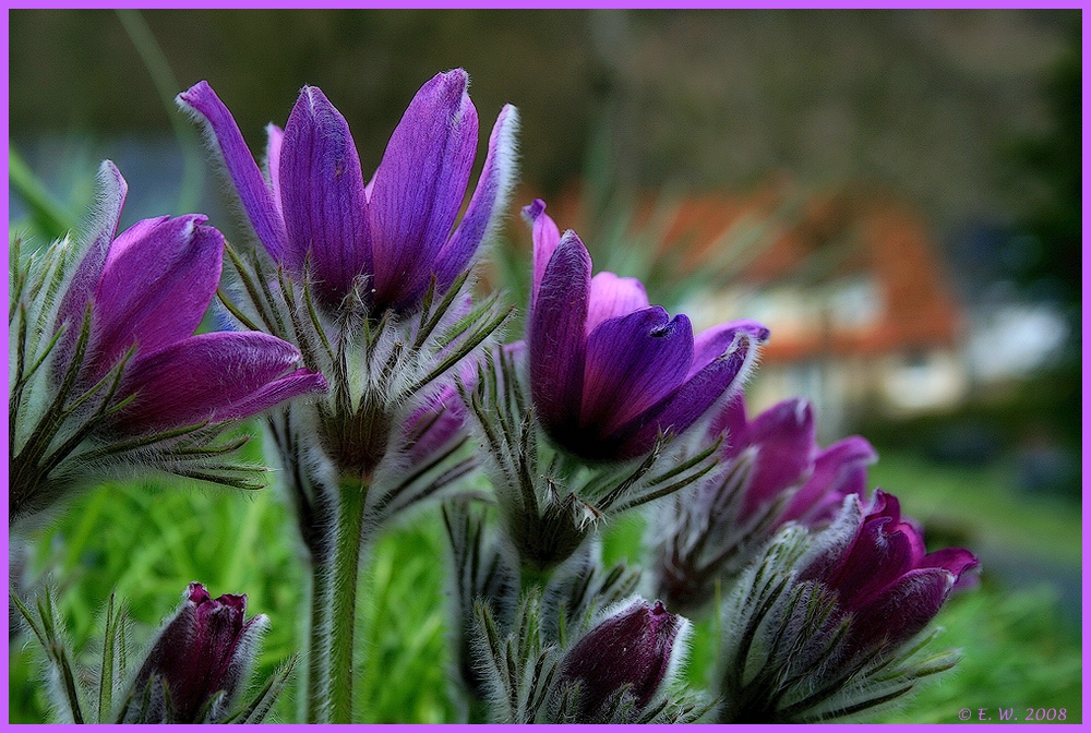 Küchenschellen oder Kuhschellen (Pulsatilla vulgaris)