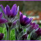 Küchenschellen oder Kuhschellen (Pulsatilla vulgaris)