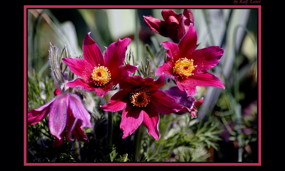 Küchenschellen oder Kuhschellen (Pulsatilla vulgaris)