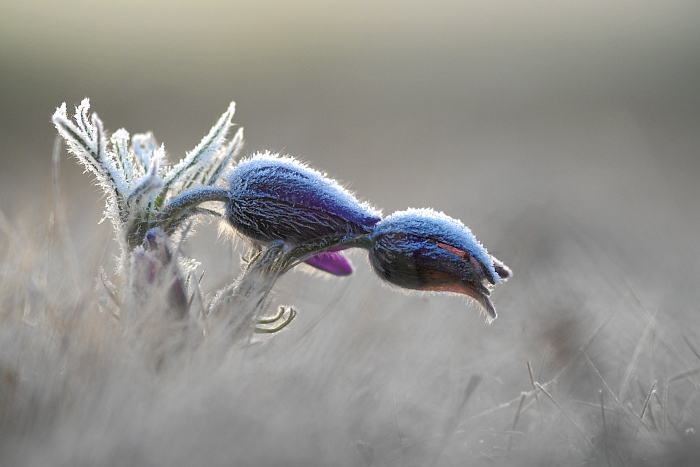 Küchenschellen on Ice II