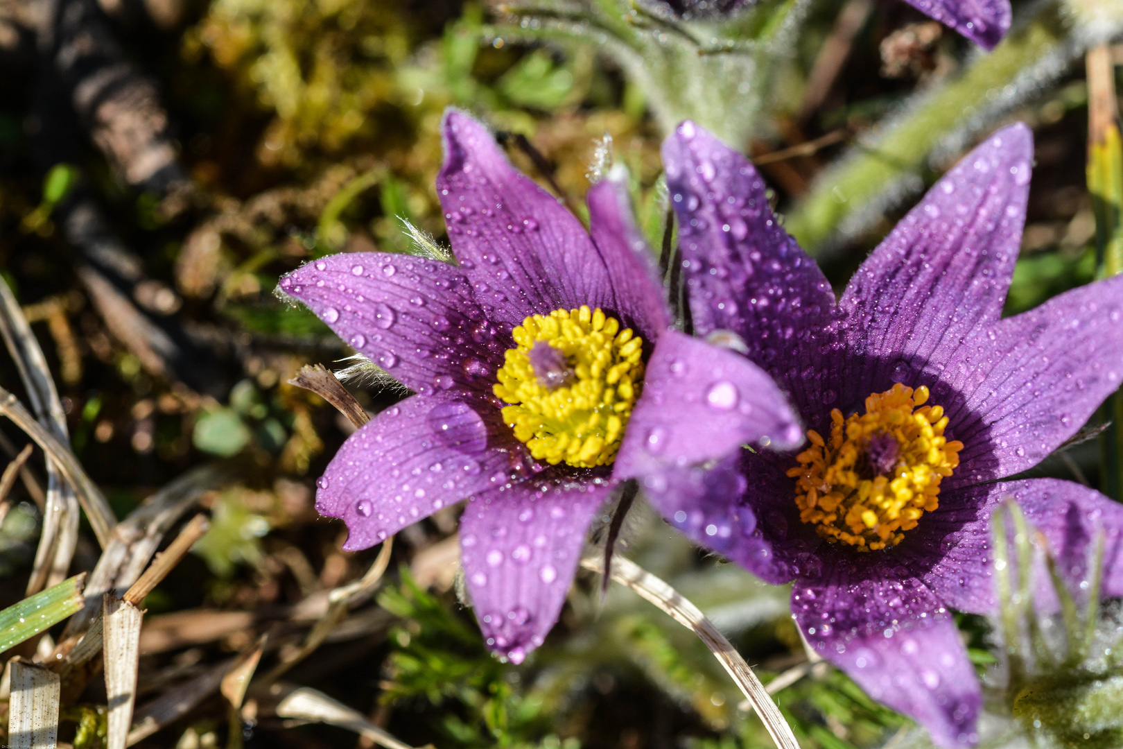 Küchenschellen (Pulsatilla)