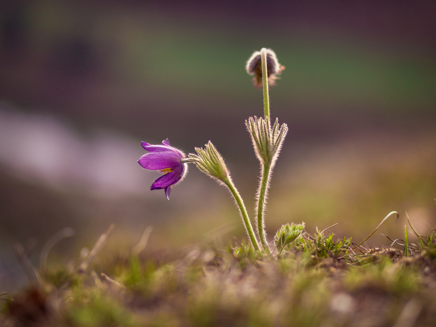 Küchenschellen (Pulsatilla)