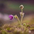 Küchenschellen (Pulsatilla)