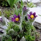 Küchenschellen, ( Pulsatilla rulgaris)