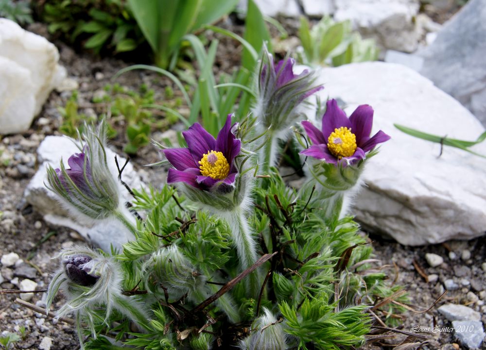 Küchenschellen, ( Pulsatilla rulgaris)